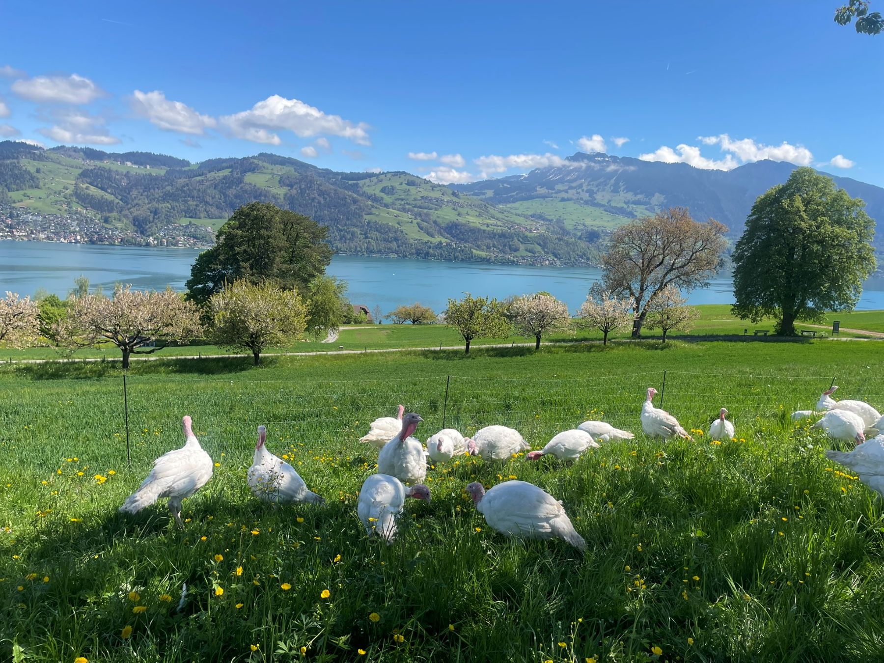 Festtags Truthahn ganz        5 - 6.5kg / 6-10 Pers.